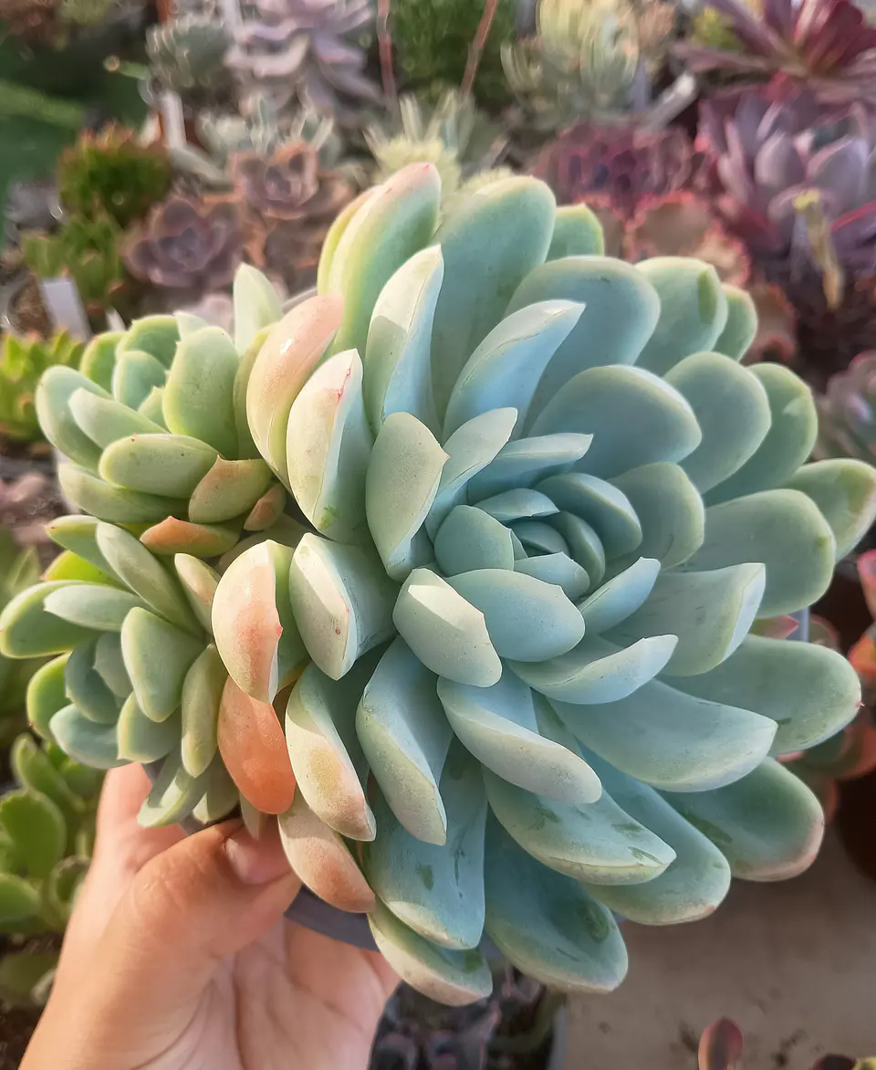 Echeveria Elegance giant form 1