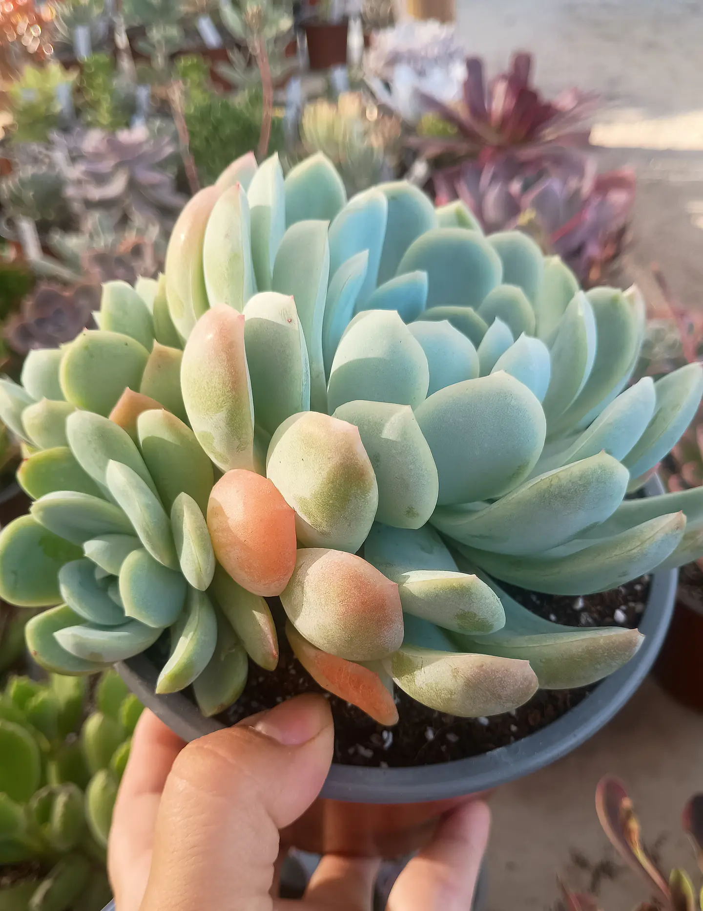 Echeveria Elegance giant form 2