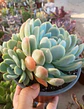 Echeveria Elegance giant form - Miniatura 2
