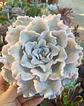 Echeveria Crispate beauty - Miniatura 2