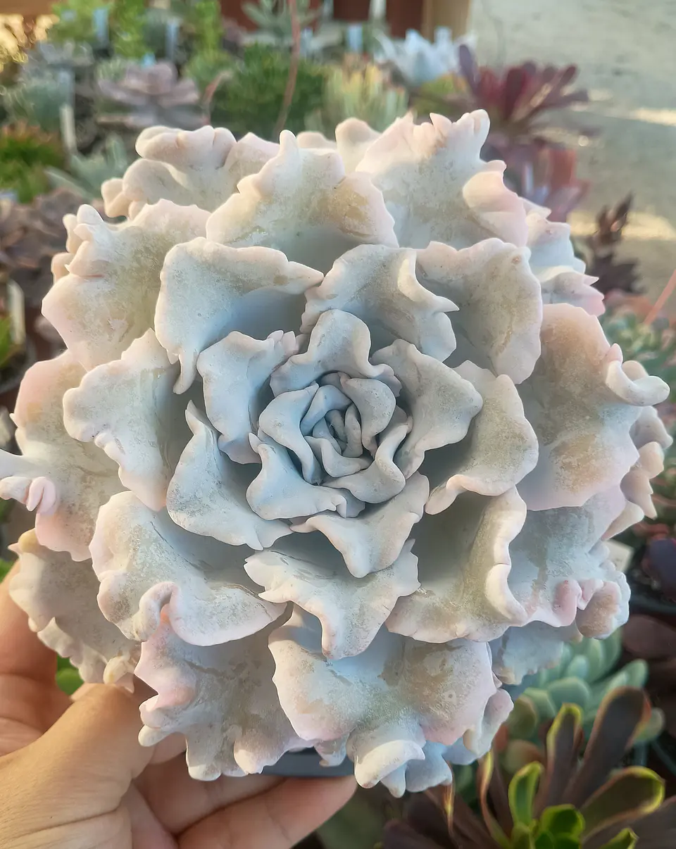 Echeveria Crispate beauty 2