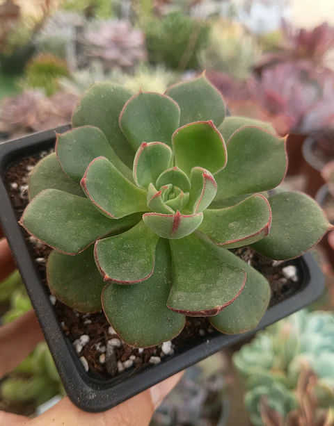 Echeveria Joan Daniel