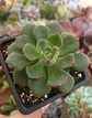 Echeveria Joan Daniel - Miniatura 1
