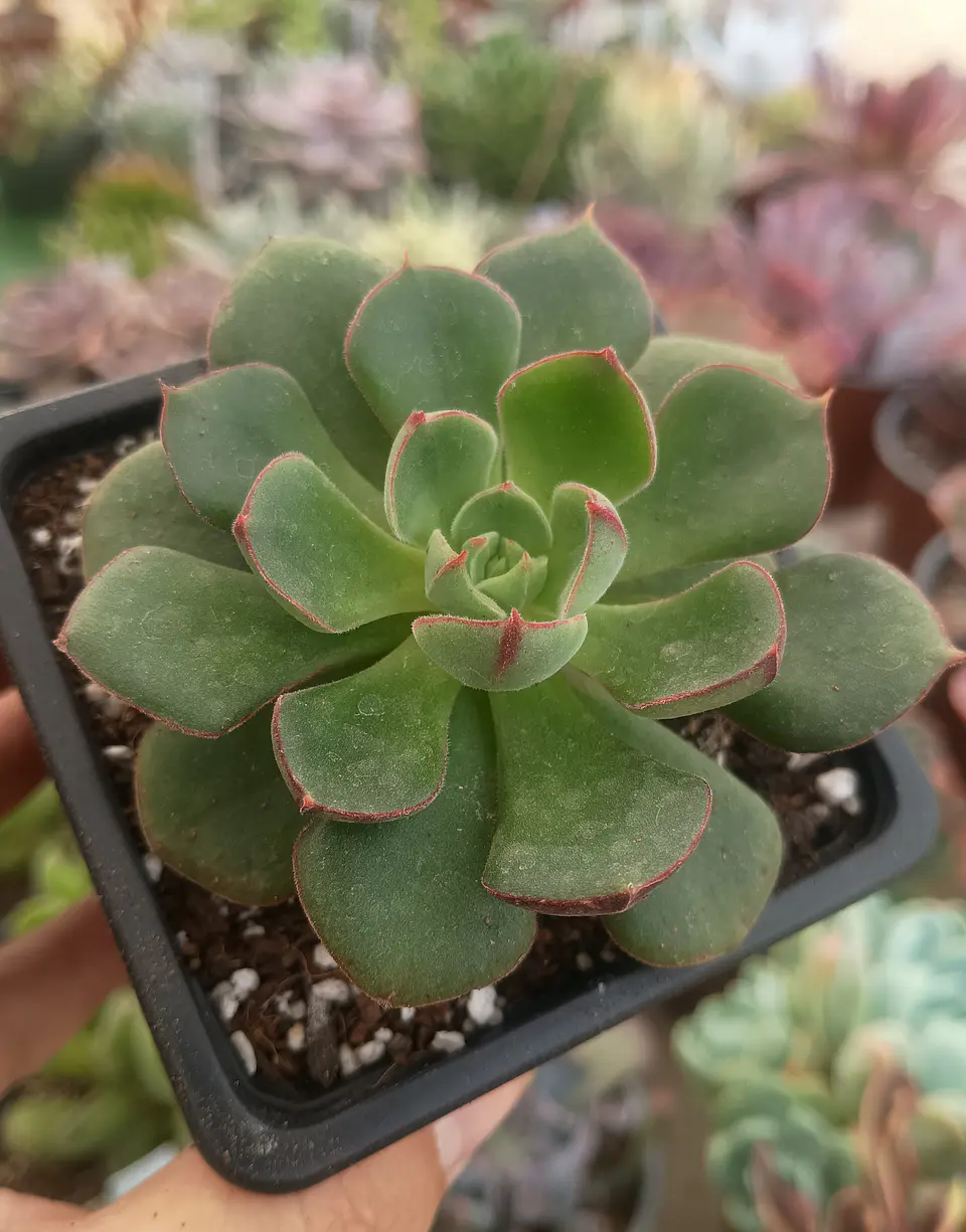 Echeveria Joan Daniel 1