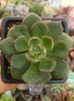 Echeveria Joan Daniel - Miniatura 2