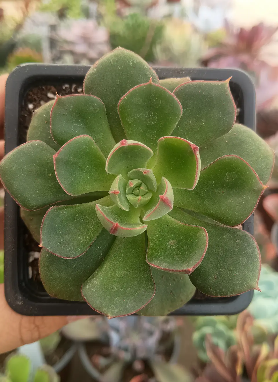Echeveria Joan Daniel 2