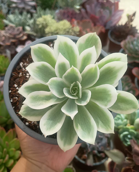 Echeveria Lemon rose 