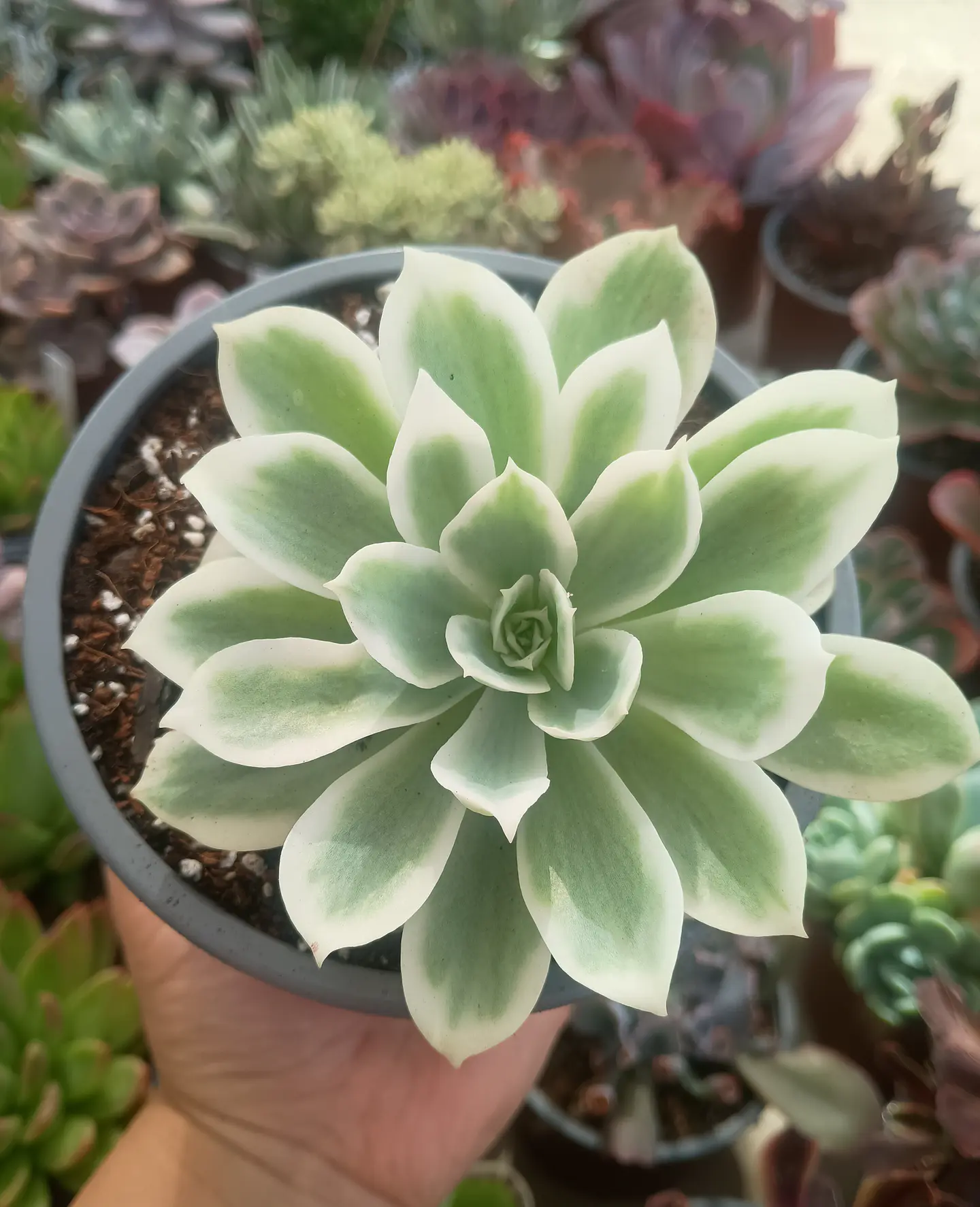 Echeveria Lemon rose  1