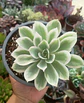 Echeveria Lemon rose  - Miniatura 1