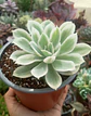 Echeveria Lemon rose  - Miniatura 2