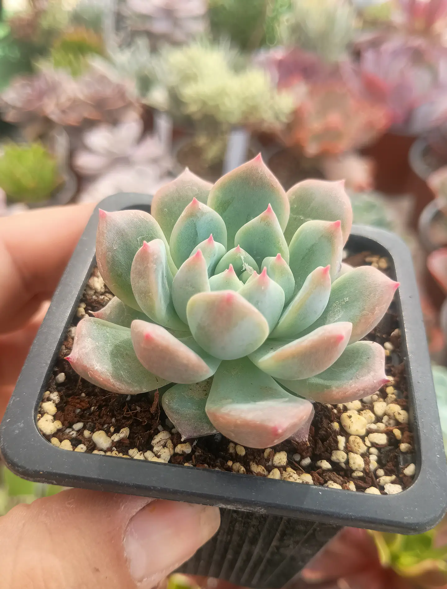 Echeveria Powder cream 1