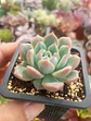 Echeveria Powder cream - Miniatura 1