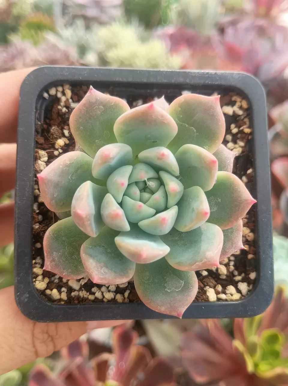 Echeveria Powder cream 2