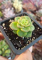 Sedeveria Rolly - Miniatura 1