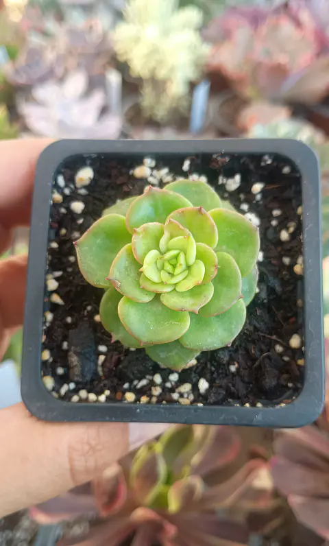 Sedeveria Rolly