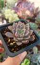 Echeveria Román - Miniatura 1