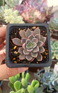 Echeveria Román - Miniatura 2