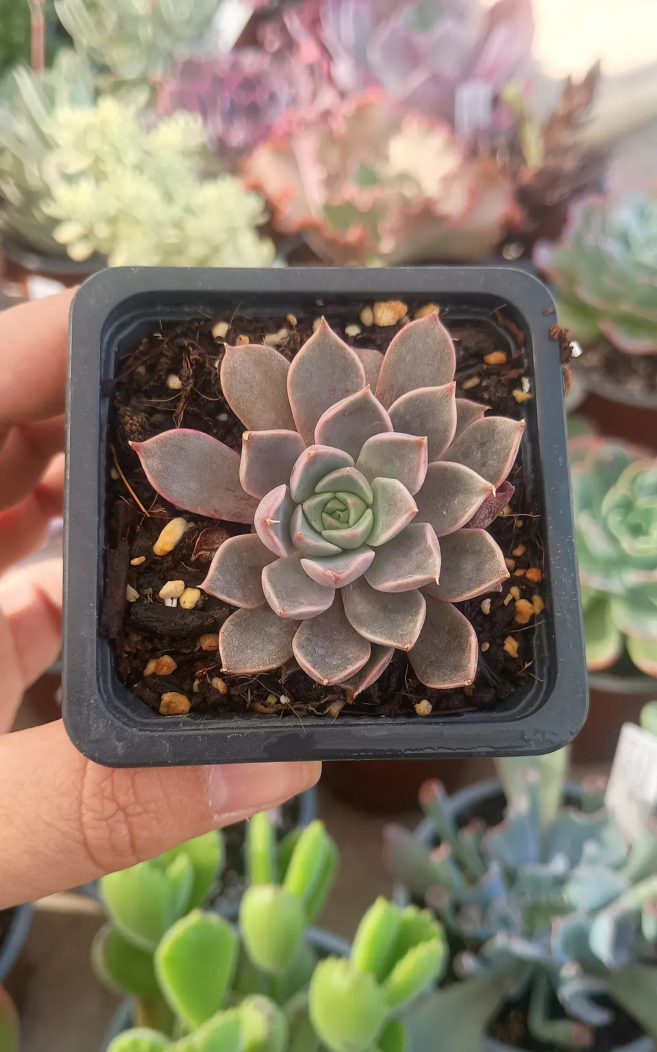 Echeveria Román 2