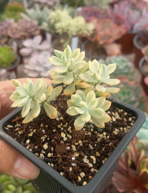 Echeveria Sedioides (jelly bean mickey)