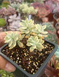 Echeveria Sedioides (jelly bean mickey) - Miniatura 1