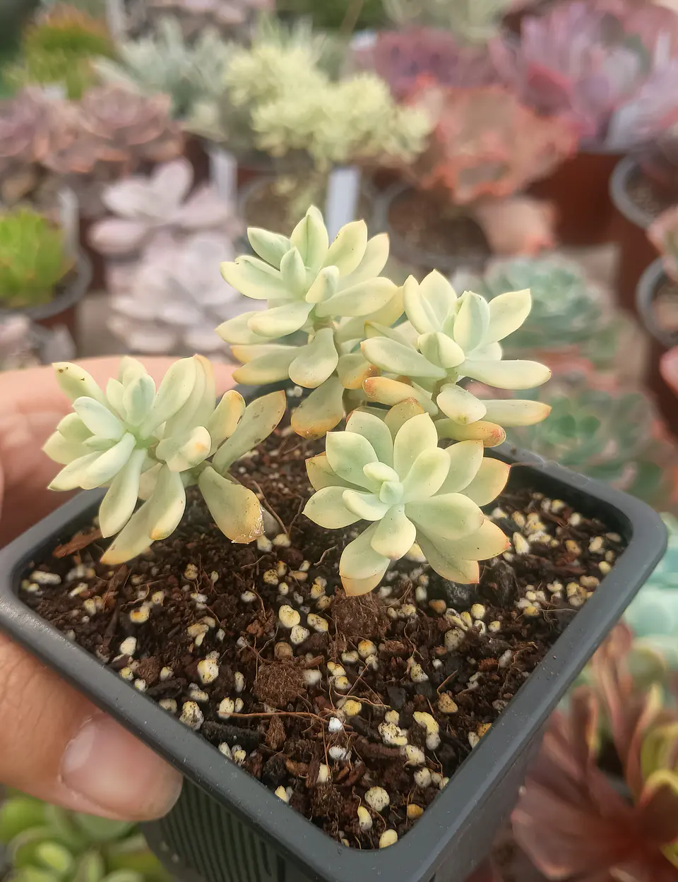 Echeveria Sedioides (jelly bean mickey) 1
