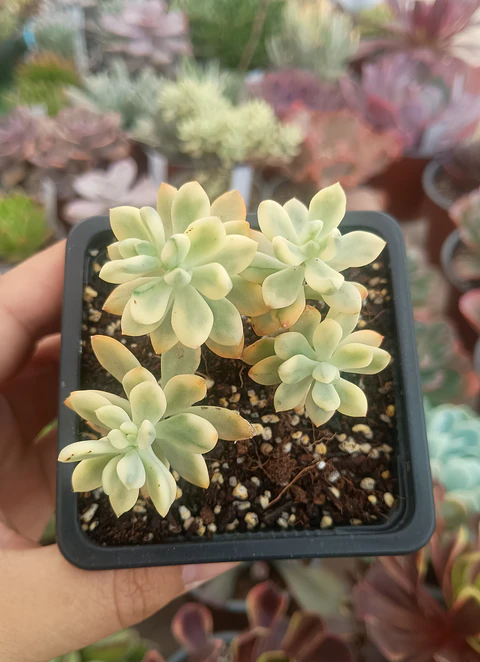 Echeveria Sedioides (jelly bean mickey)