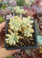 Echeveria Sedioides (jelly bean mickey) - Miniatura 2