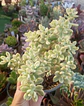 Echeveria Sedioides (Jelly bean mickey) - Miniatura 1