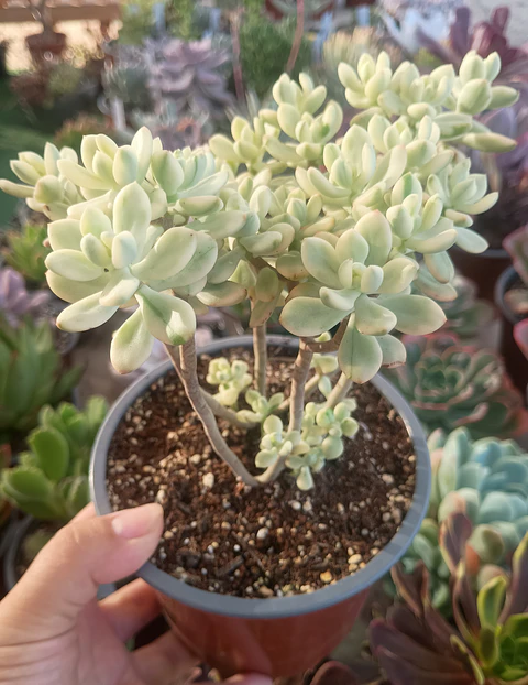 Echeveria Sedioides (Jelly bean mickey)