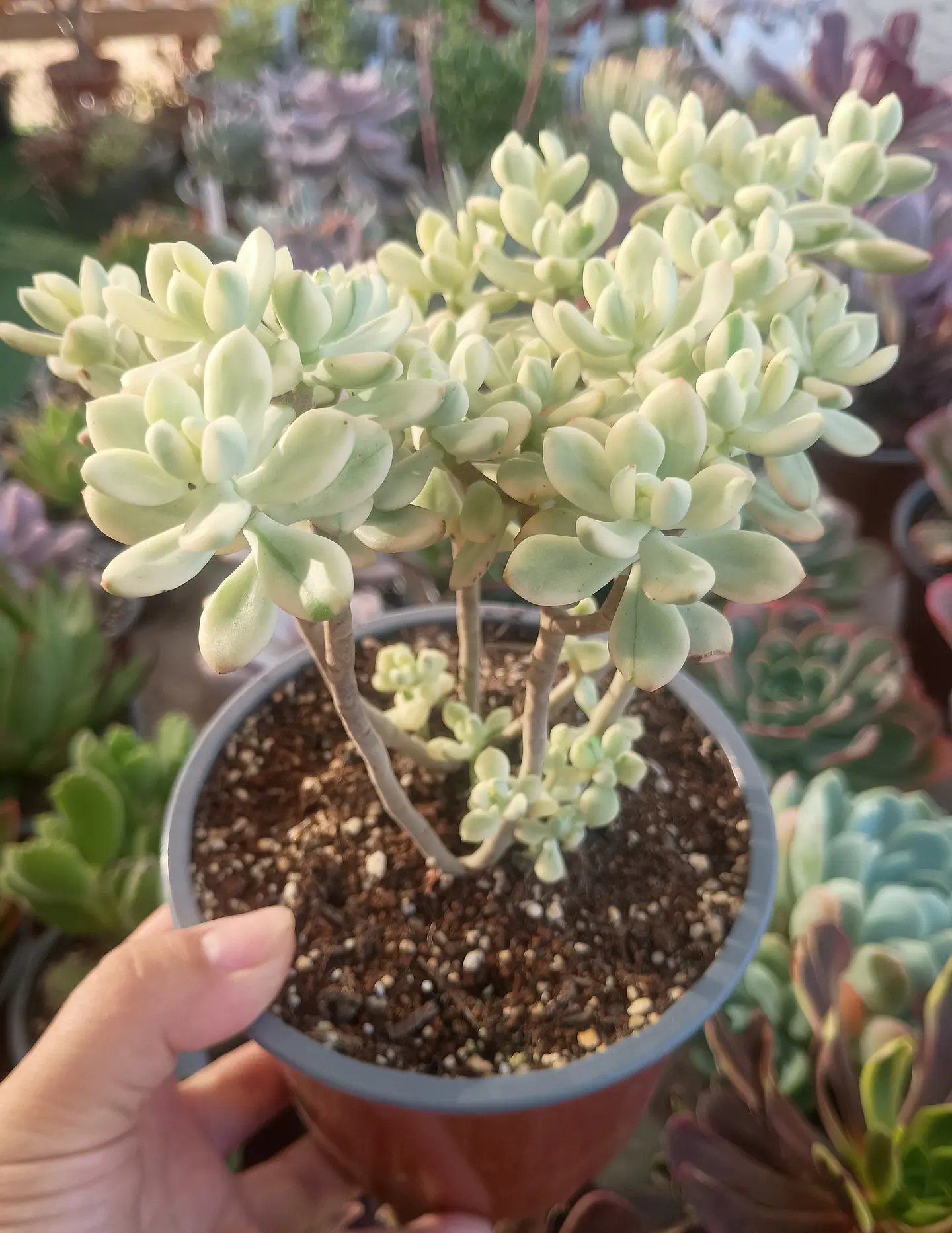 Echeveria Sedioides (Jelly bean mickey) 2