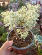 Echeveria Sedioides (Jelly bean mickey) - Miniatura 2