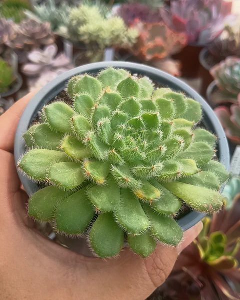 Echeveria setosa 