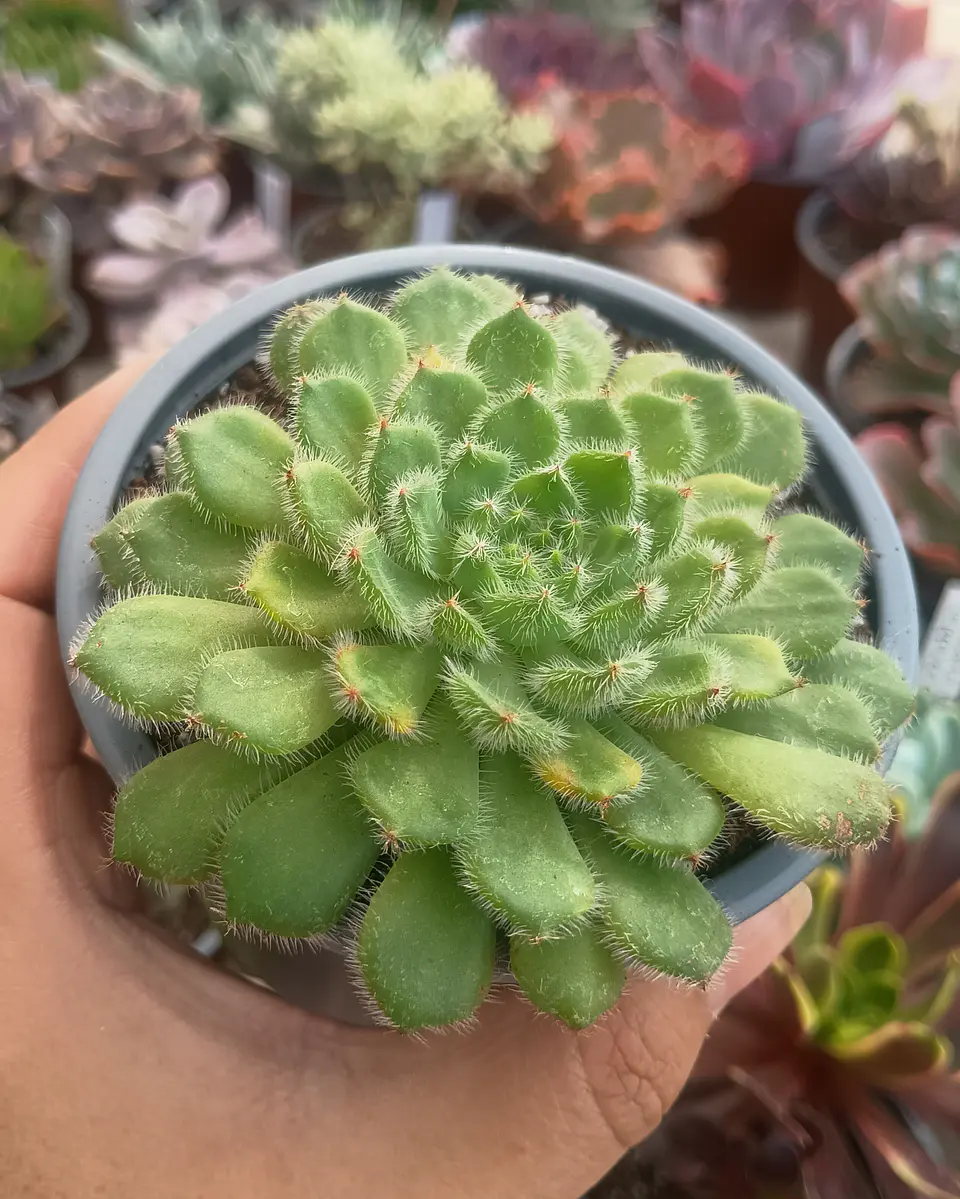 Echeveria setosa  1