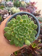 Echeveria setosa  - Miniatura 2