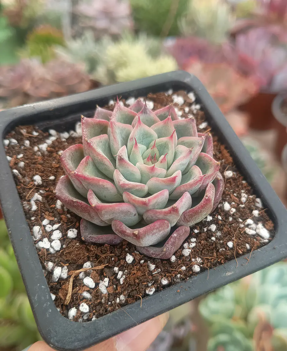 Echeveria no identificada 1