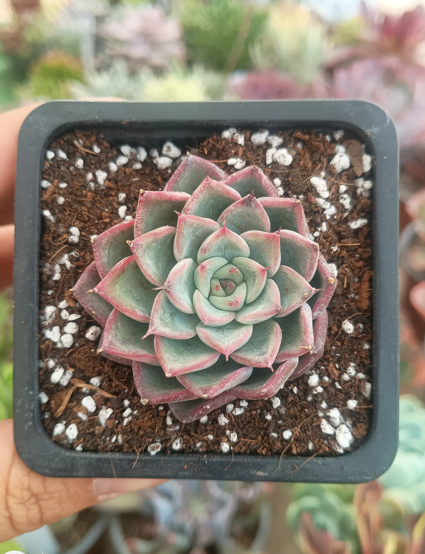 Echeveria no identificada 2
