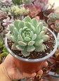 Echeveria  Tippy - Miniatura 1