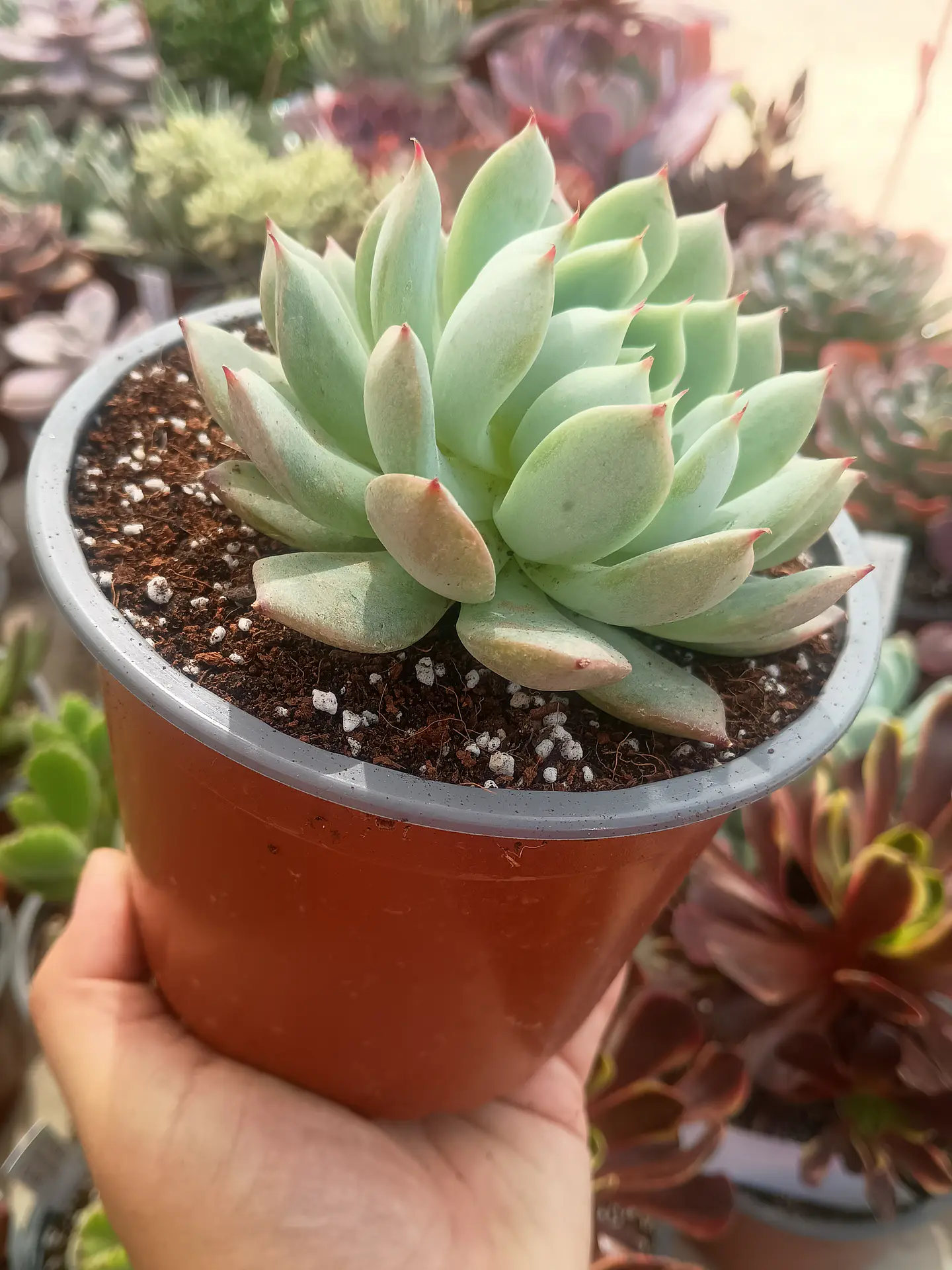 Echeveria  Tippy 2