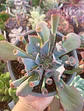Echeveria Trumpet pink - Miniatura 1