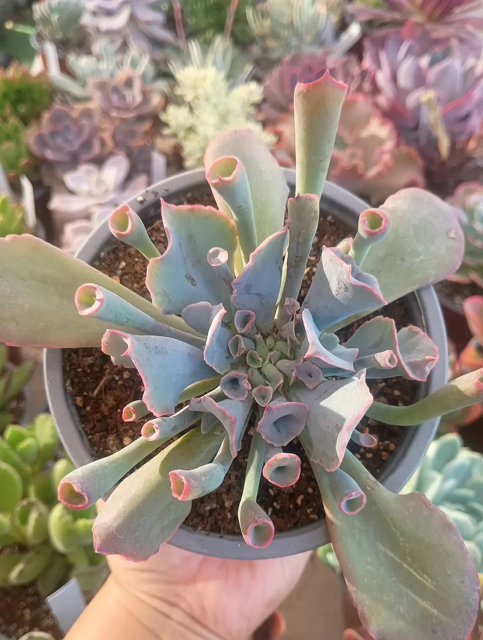 Echeveria Trumpet pink 1