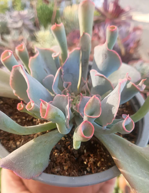 Echeveria Trumpet pink