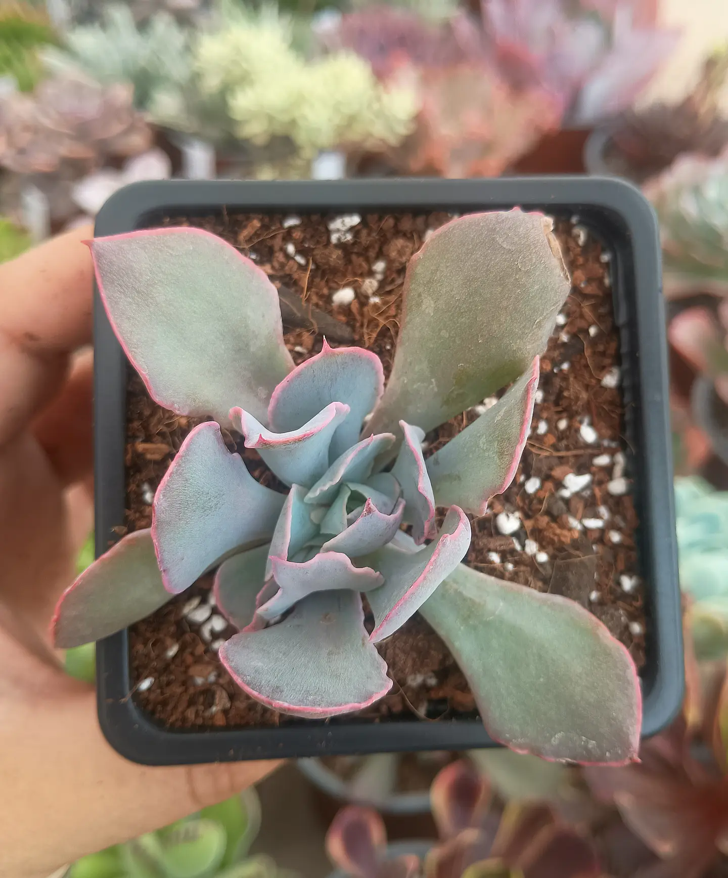 Echeveria Trumpet pink 1