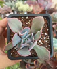 Echeveria Trumpet pink - Miniatura 1