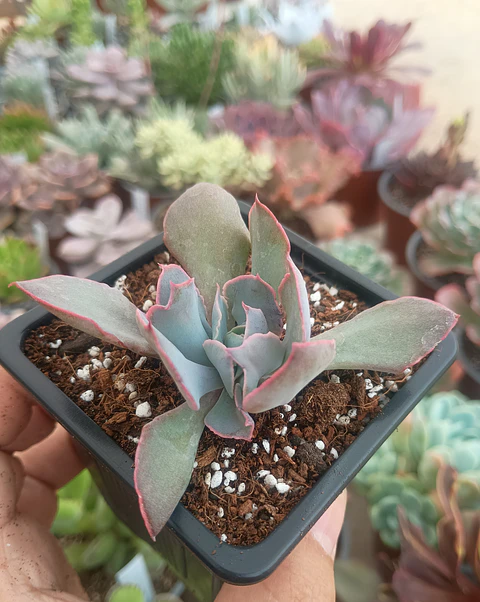 Echeveria Trumpet pink