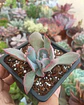 Echeveria Trumpet pink - Miniatura 2