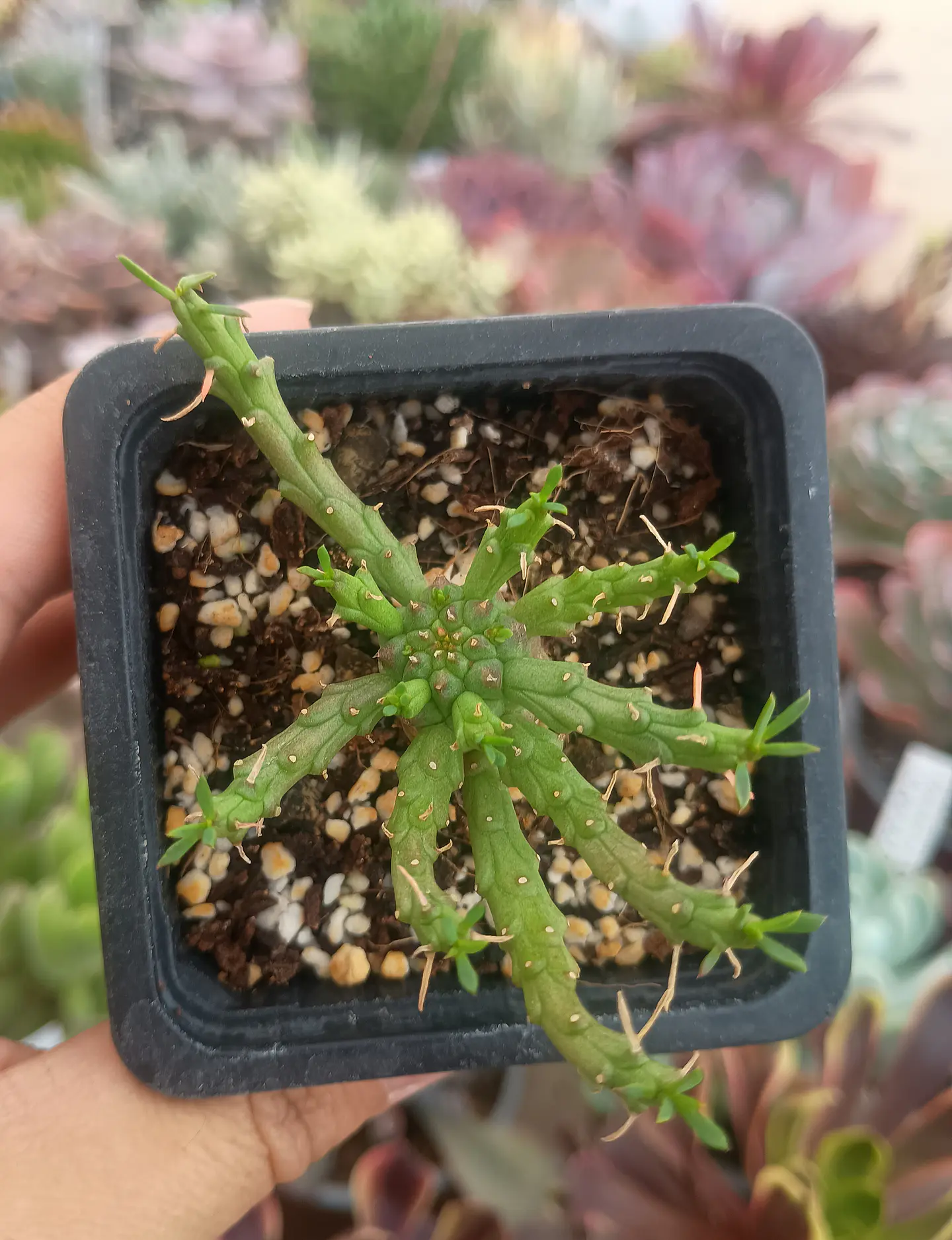 Euphorbia Flanagahnii 1