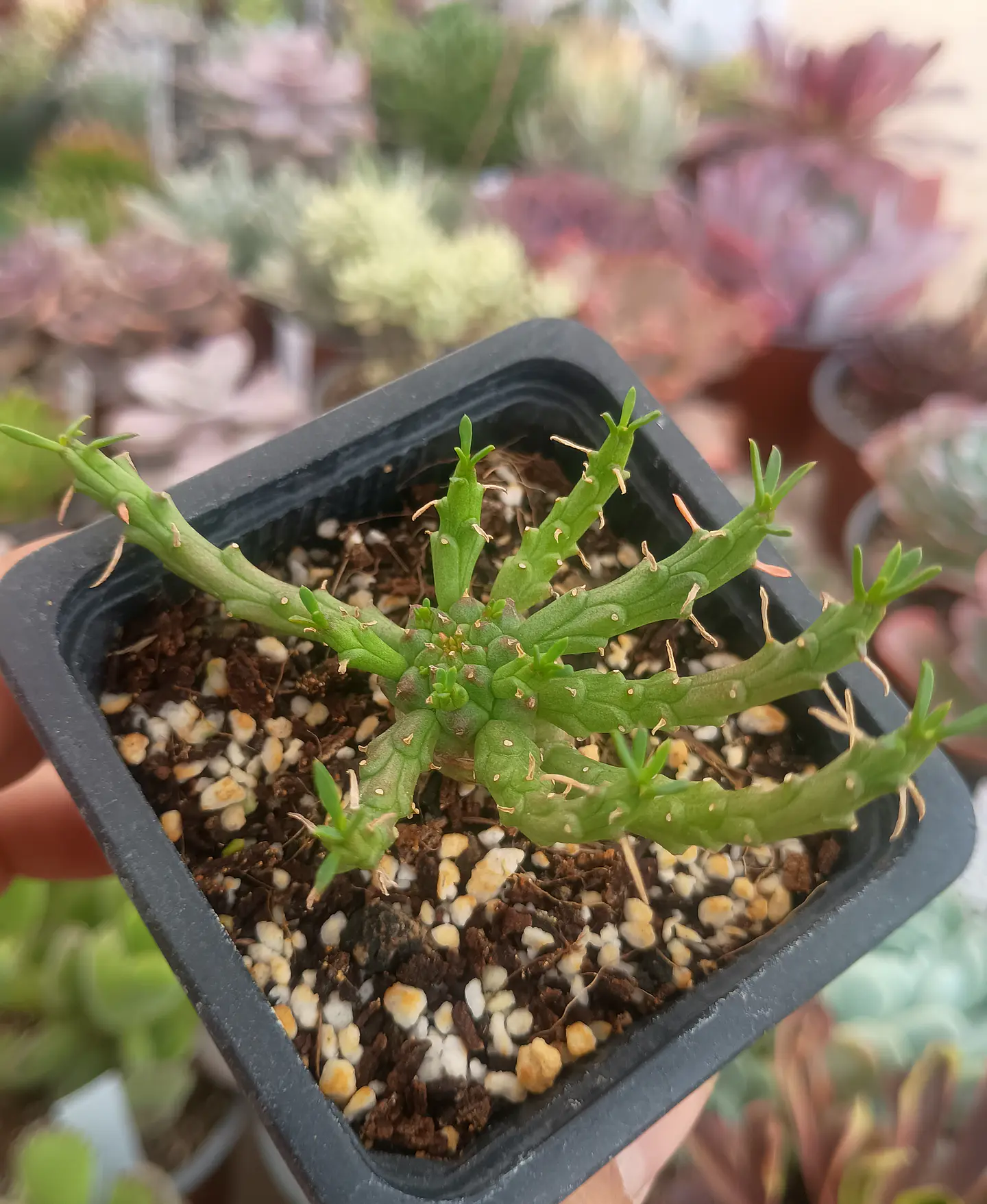 Euphorbia Flanagahnii 2