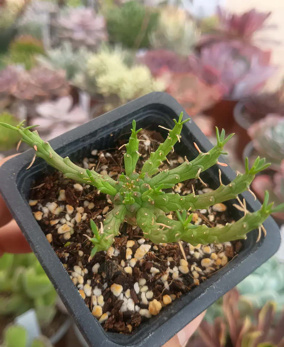 Euphorbia Flanagahnii 2