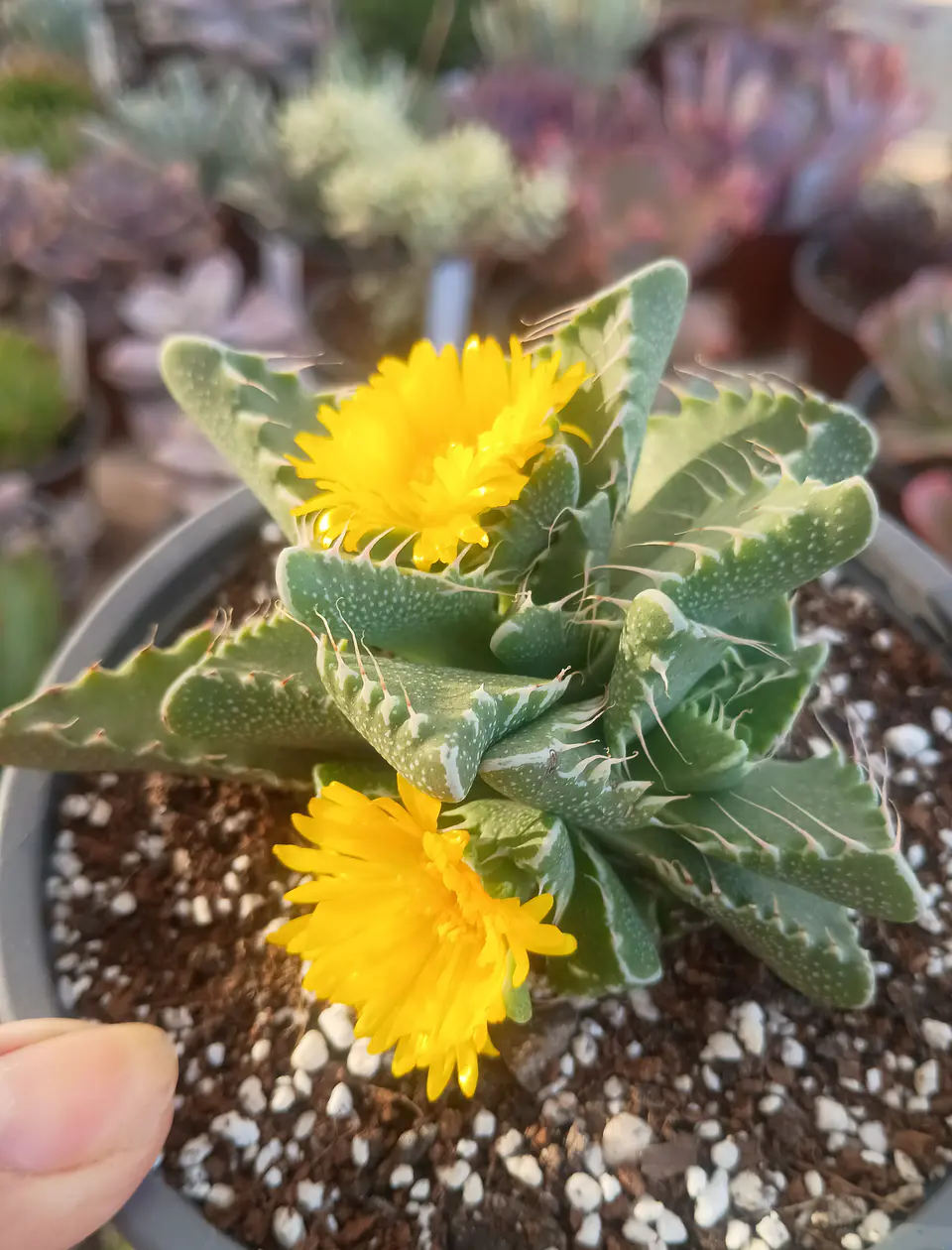 Faucaria Tigrina 1