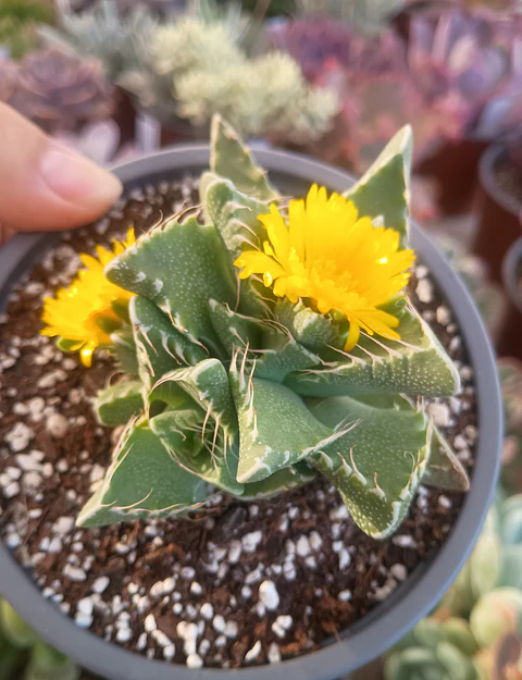 Faucaria Tigrina